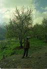 Manali Orchards